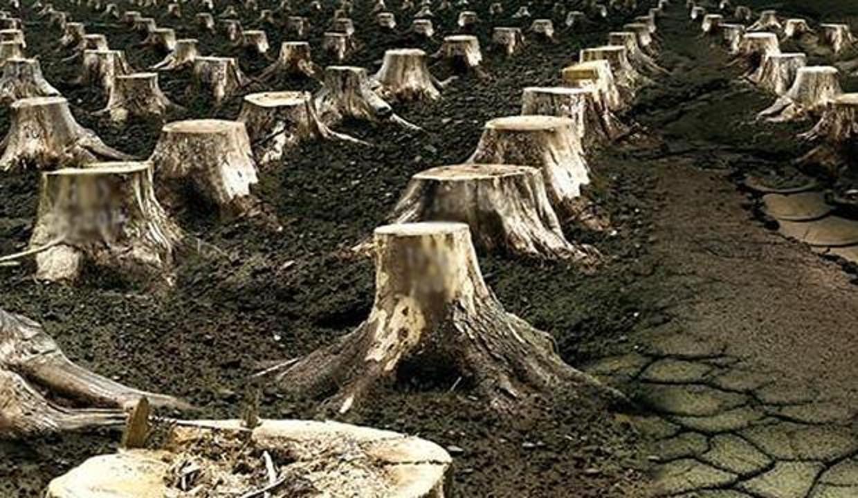 İzinsiz ağaç kesmenin cezası nedir? Ağaç kesenler nereye şikayet edilir?