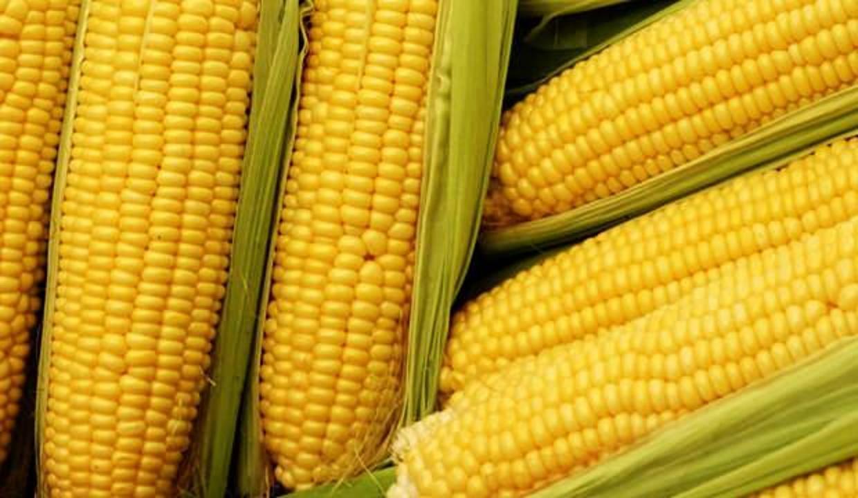 Ruyada Misir Gormek Iyiye Mi Yorumlanir Ruyada Misir Dari Gormenin Anlami Yasam Haberleri Ruyada Misir Gormek Iyiye Mi Yorumlanir Ruyada Misir Dari Gormenin Anlami Yasam Haberleri