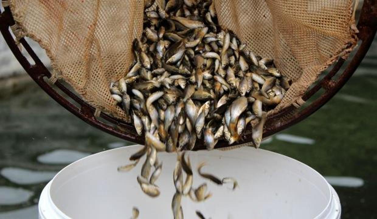 Edirne'den Karsa... Tam 8.5 milyon adet bırakıldı