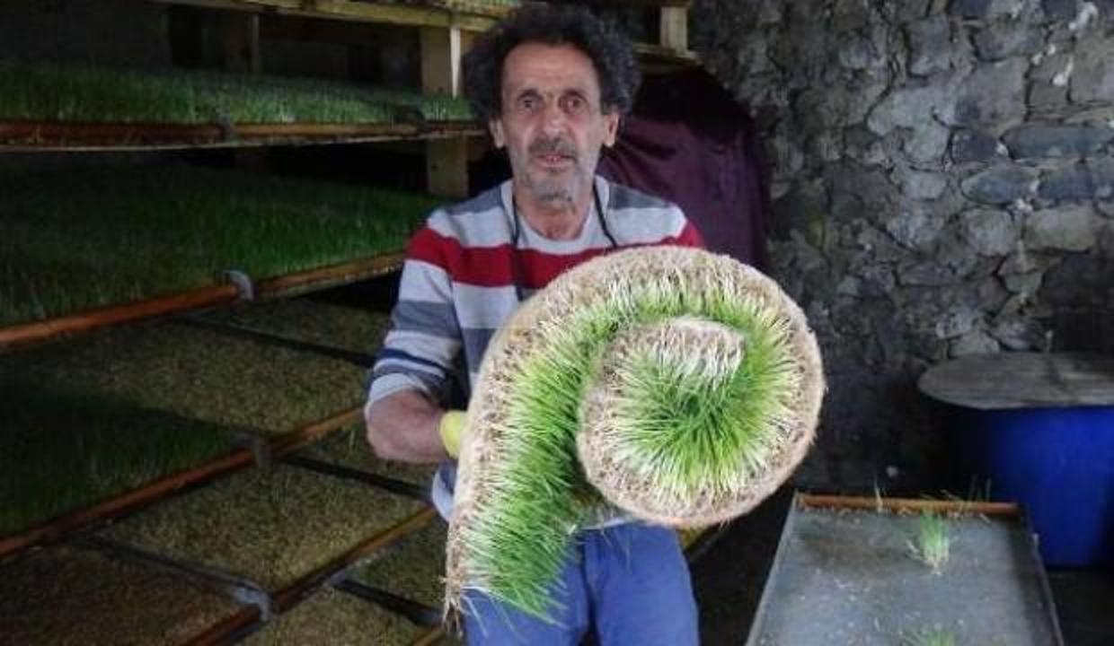Işık girmeyecek şekilde tasarladı, Verim iki katına çıktı