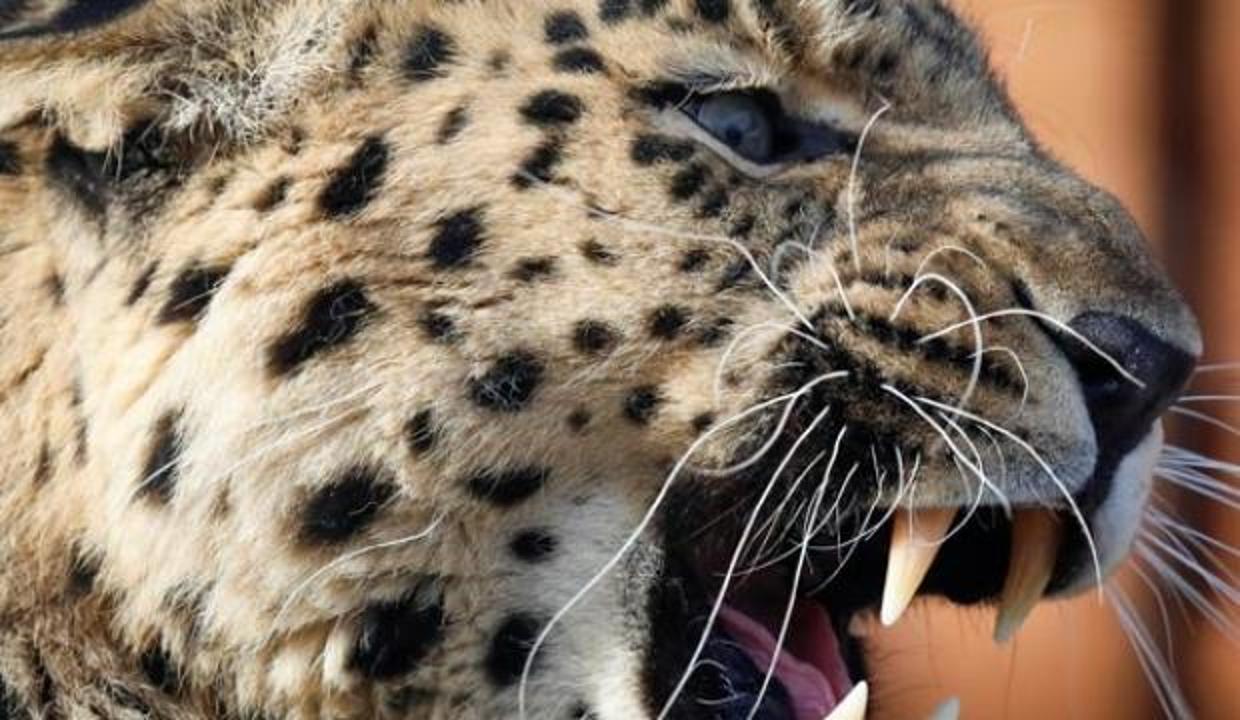 Ülkenin konuştuğu leopar öldürüldü