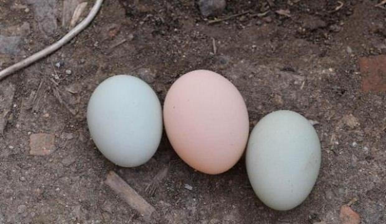 Bu tavuklar mavi yumurtluyor