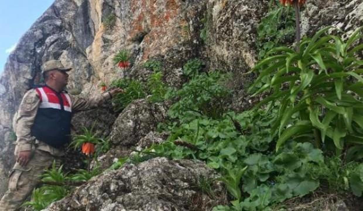 Ters lalelere jandarma koruması