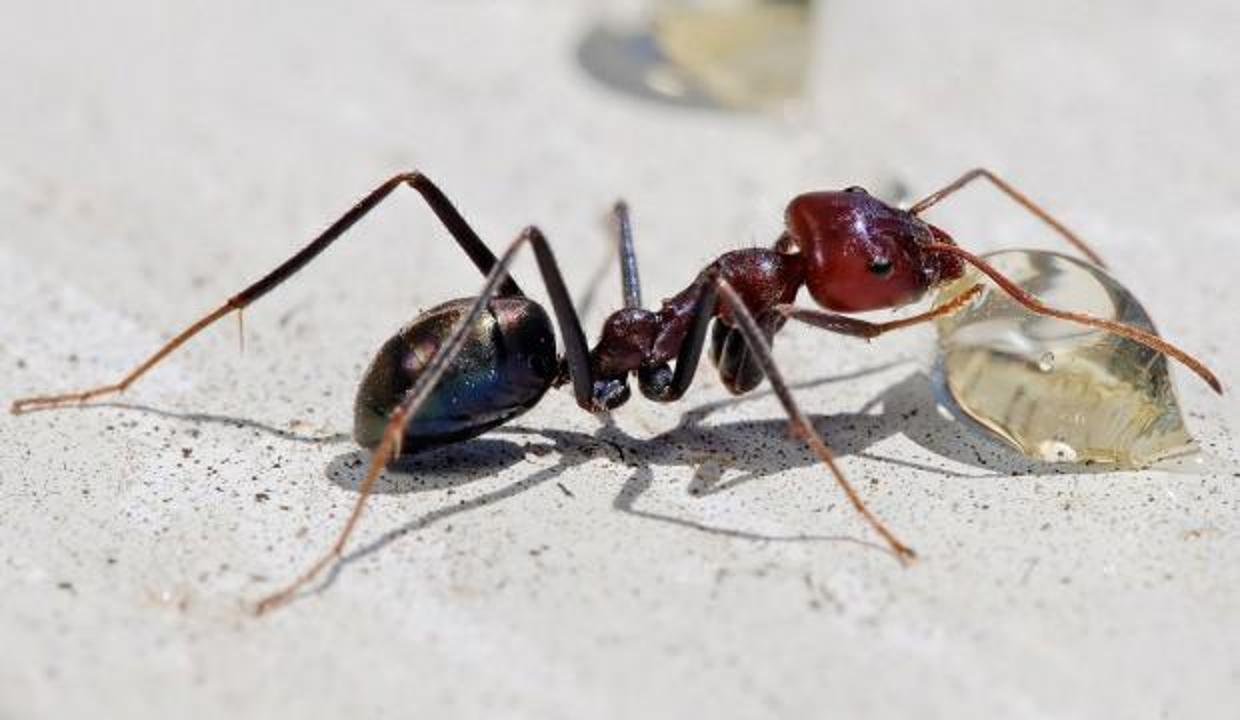 Çiftleme Komik silme  evde karıncadan nasıl kurtuluruz | Evden Eve Nakliyat