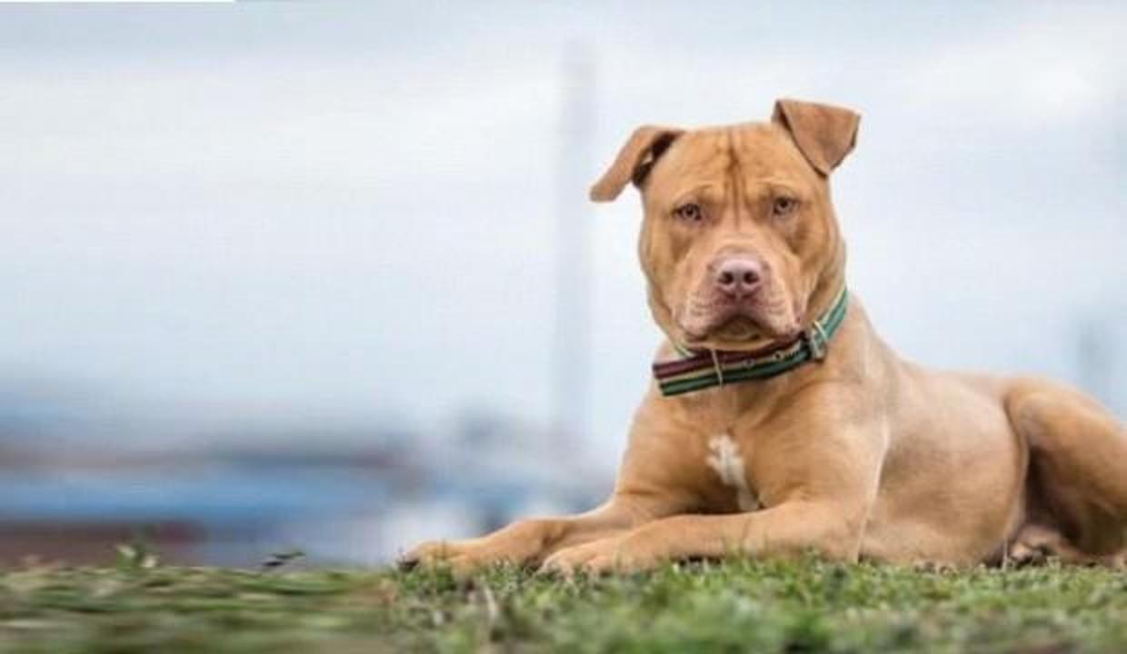 Tbmm Ye Tartisilacak Teklif Pitbull Lar Sokaga Cikabilmeli Guncel Haberleri