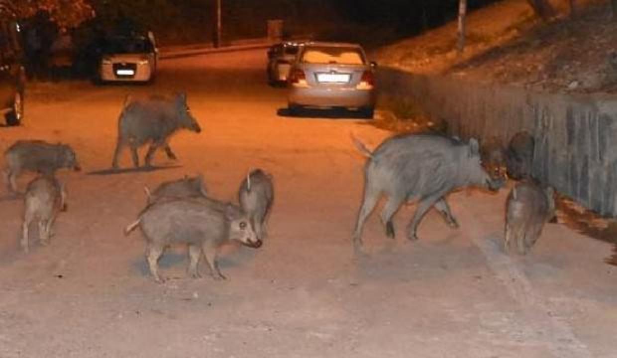 Şehir merkezinde şaşırtan görüntü: Sürü halinde indiler