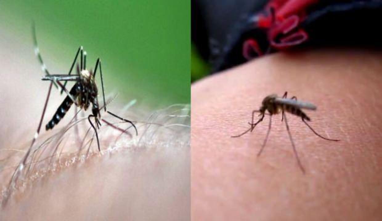 sivrisinek evden nasıl uzaklaştırılır