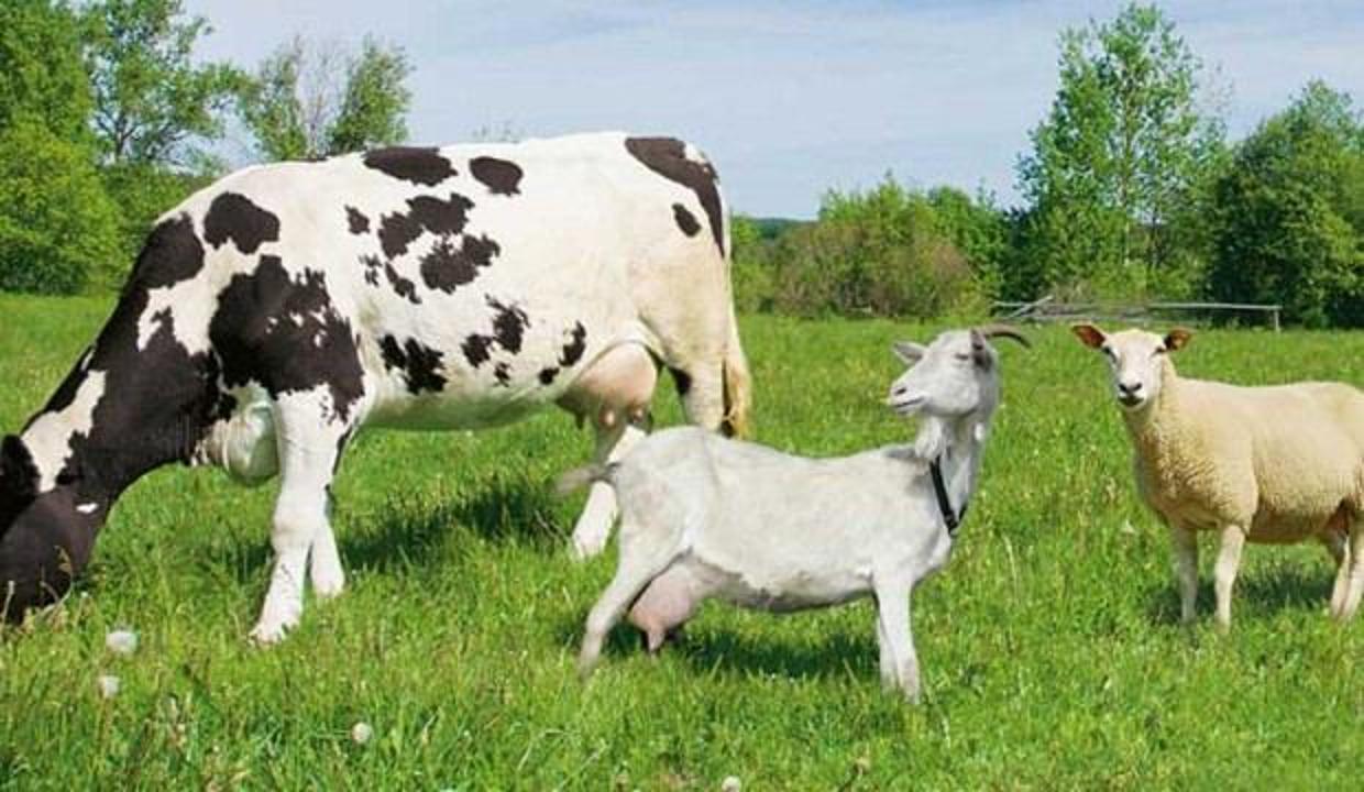 Büyükbaş ve küçükbaş kurban fiyatları belli oldu! 2019 Kurban Bayramı Diyanet...