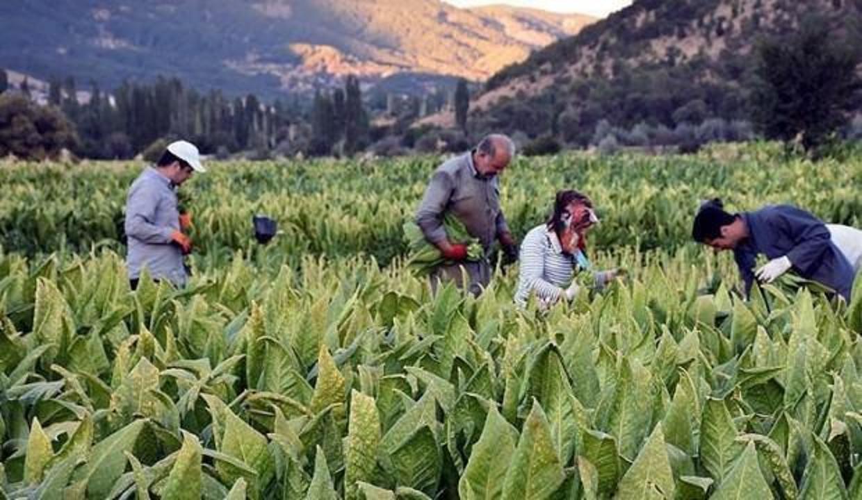 Resmi olarak açıklandı! İşte tütün açık artırma fiyatları