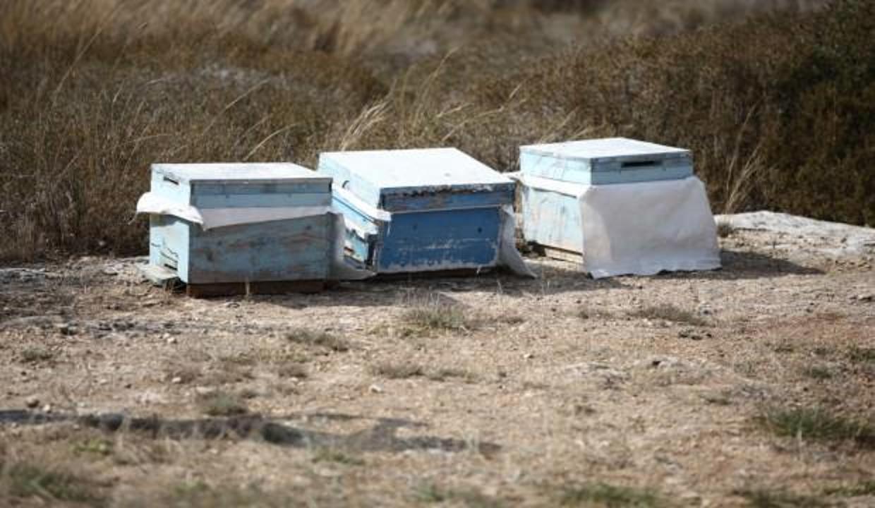 Çalmak istediği arı kovanları sonu oldu