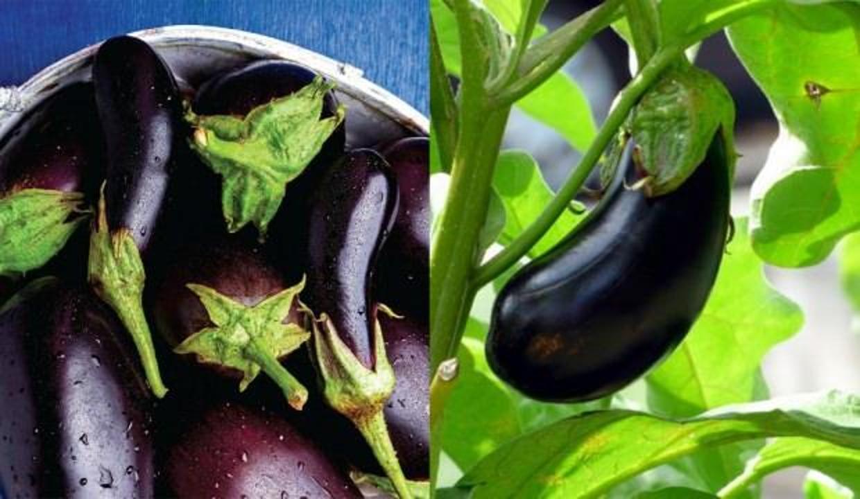 patlican sapinin bilinmeyen faydalari patlican sapi suyu tam sifa deposu saglik haberleri
