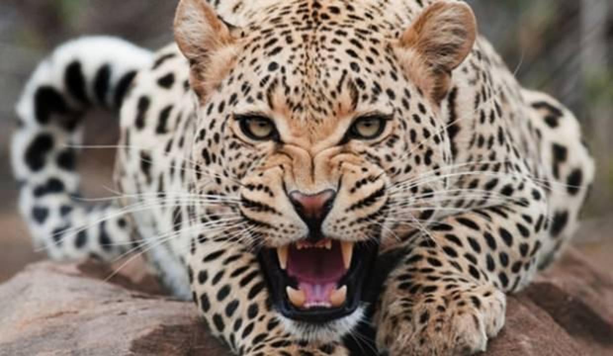 Hindistan'da leopar saldırıları: 2 çocuk hayatını kaybetti!