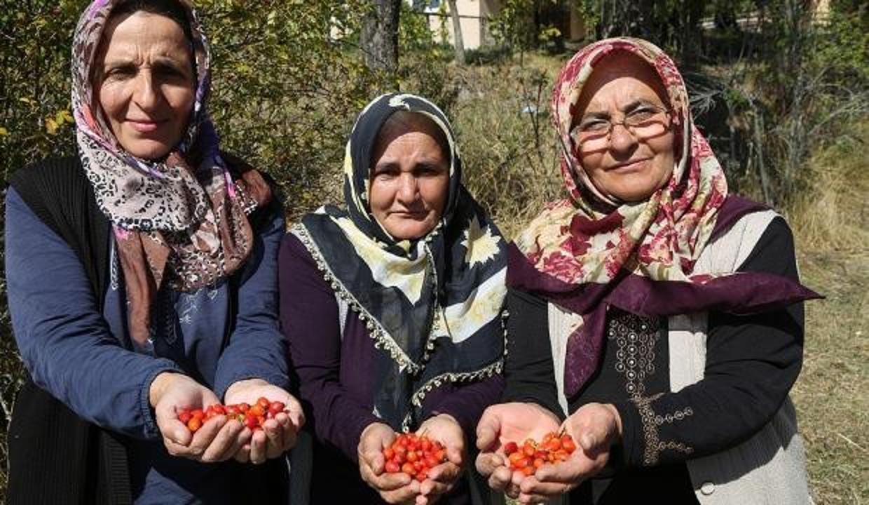 Kuşburnu Mesudiye'nin yeni geçim kaynağı