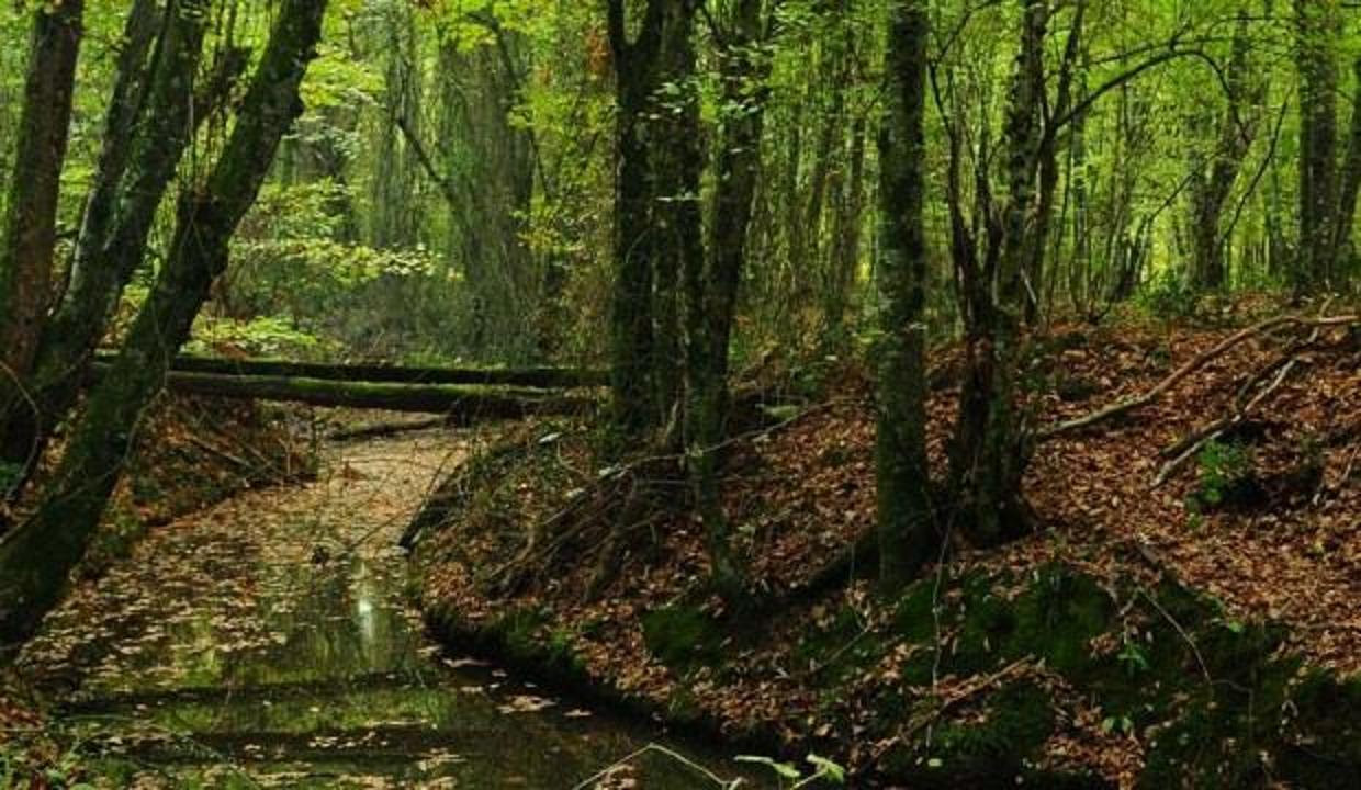 Marmara'nın ciğerleri: İğneada Langozu