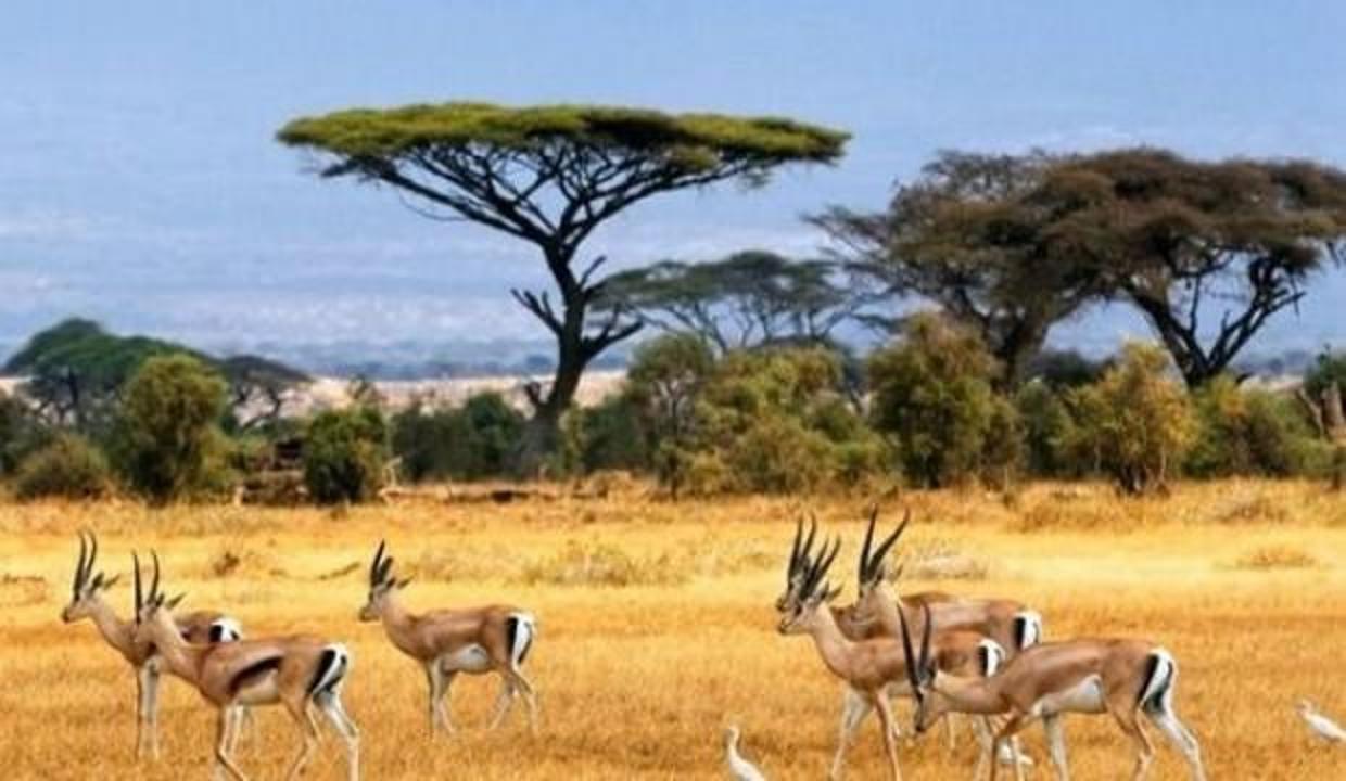 Vize istenmiyor! Vize gerekmeyen birbirinden güzel 5 Afrika ülkesi