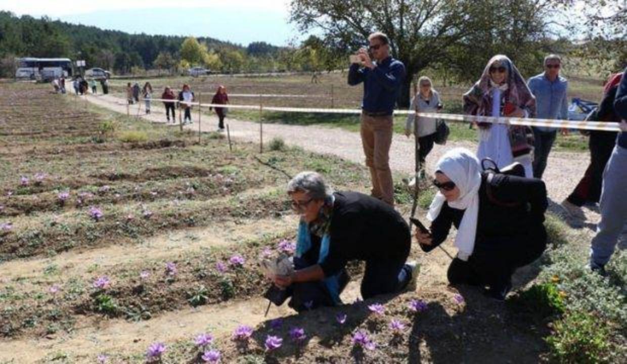 Kilosu 30 bin TL'den satılıyor! Onun için Türkiye'ye resmen akın ediyorlar