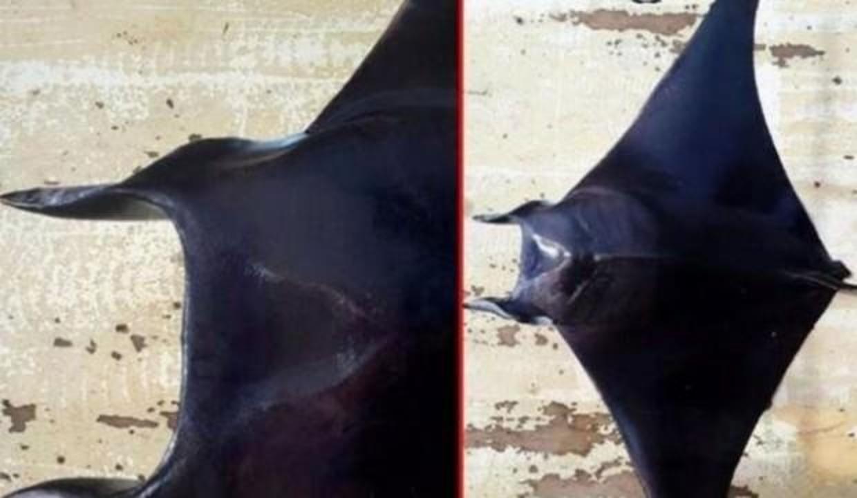 Balıkçıların ağına takıldı! Şeytan vatozu Türkiye'de ilk kez görüldü