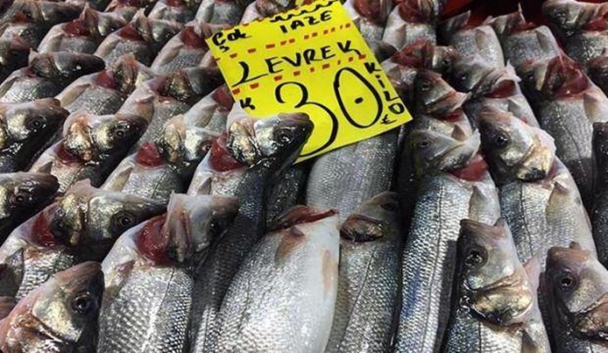 Akılalmaz hile! Balıkların solungaçlarını kırmızıya boyuyorlar
