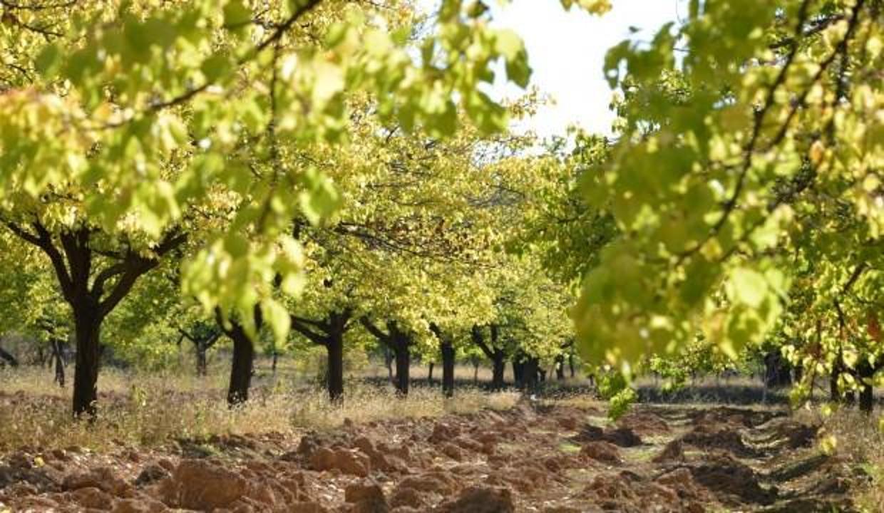 Malatya sonbaharda bir başka güzel: Yeşilyurt doğal güzellikleri