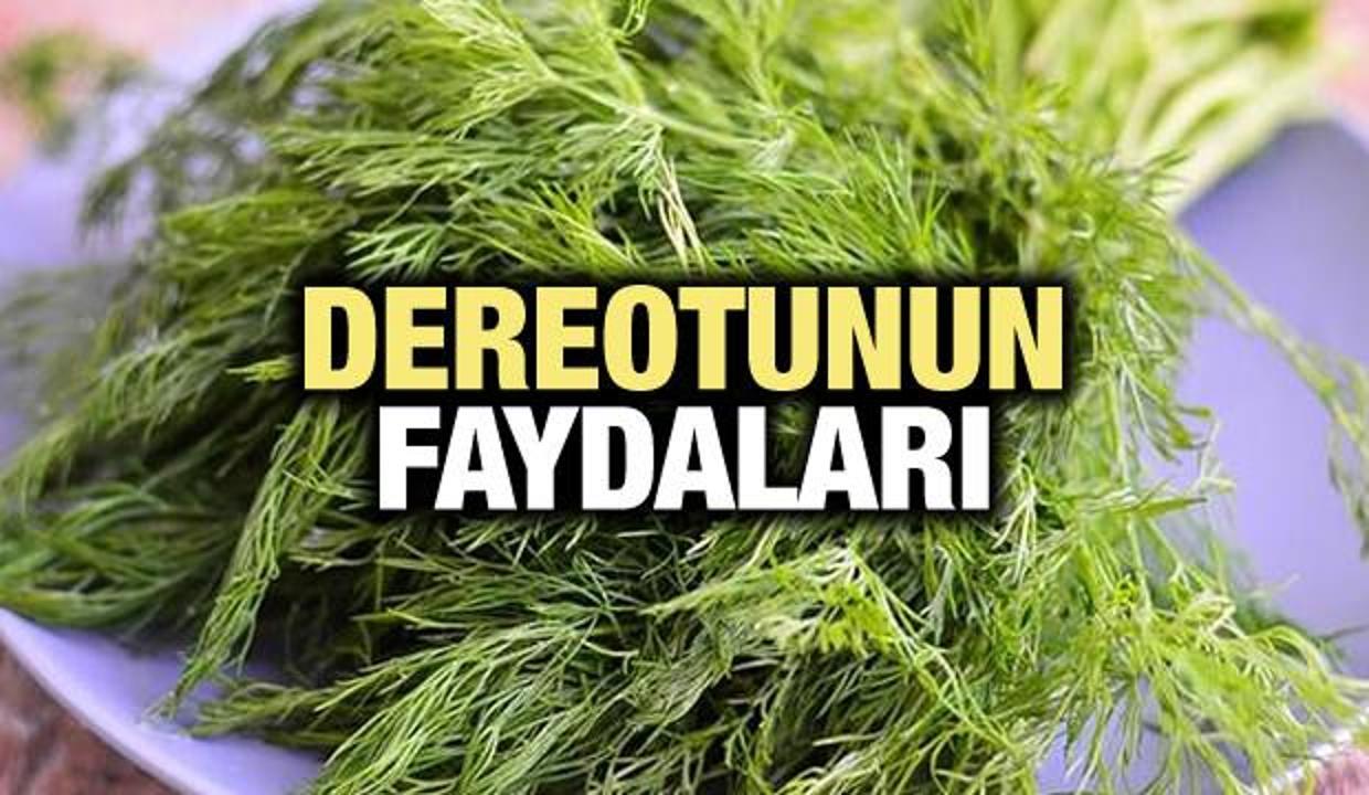 Dereotunun faydaları nelerdir? Zayıflamaya yardımcı olur mu?
