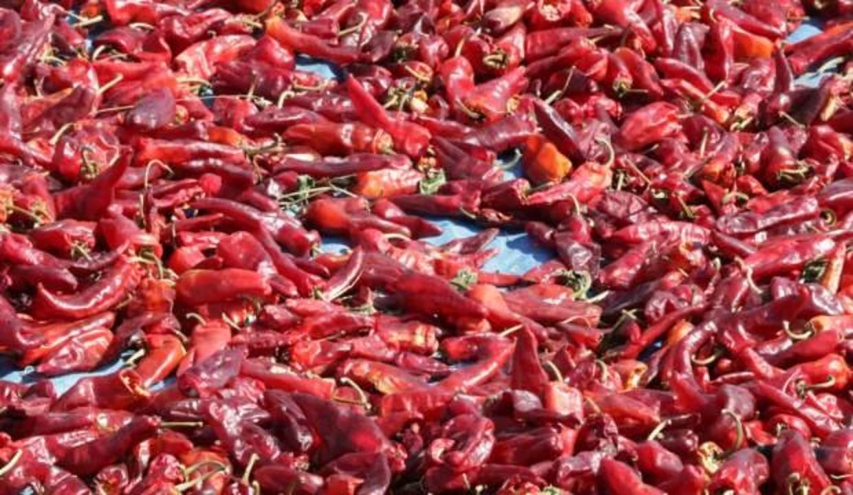 Somali'de Maraş biberi üretiliyor