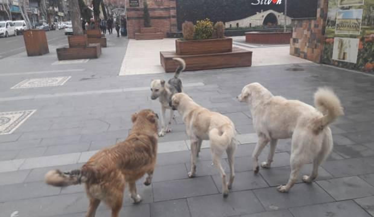 Başıboş köpekler korku salıyor