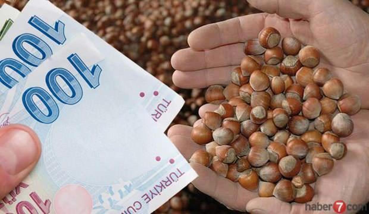 Fındık destek ödemeleri ne zaman yapılacak? 2020 dönüm mazot ve gübre ödemesi!