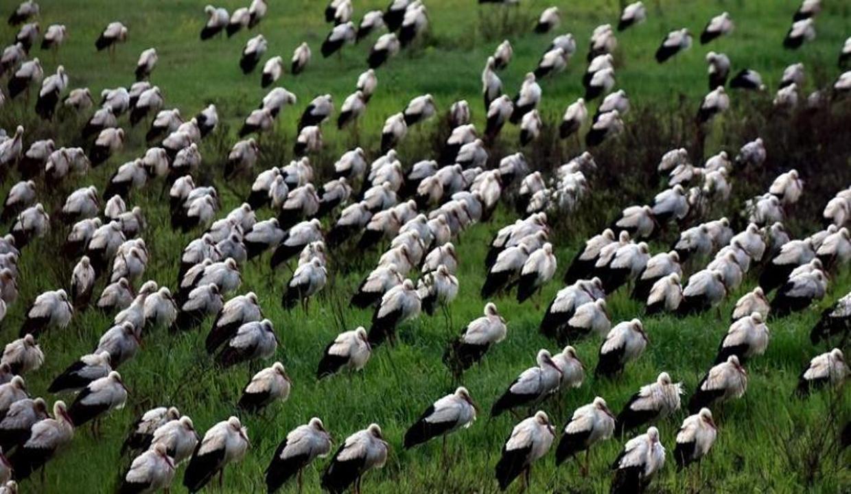Göç eden leylekler Doğu Akdeniz'de mola verdi