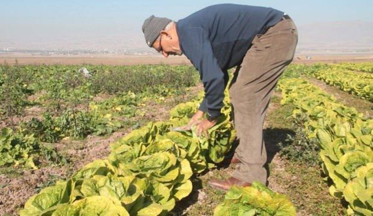 65 yaş üstü çiftçiler için "özel izin" önerisi