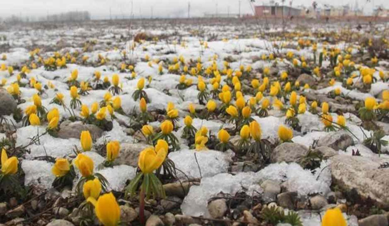 Baharda yağan kar Ovacık'ın doğasına güzellik kattı
