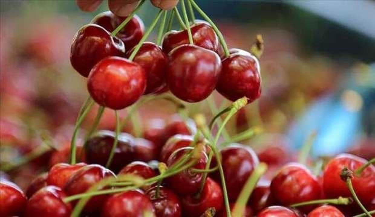 Kiraz ihracatçıları yeni sezondan umutlu