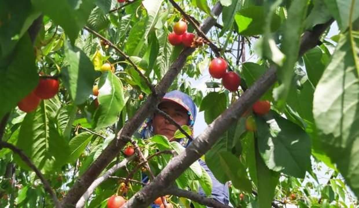 Erkenci turfanda kirazın kilosu 150 TL’den alıcı buluyor