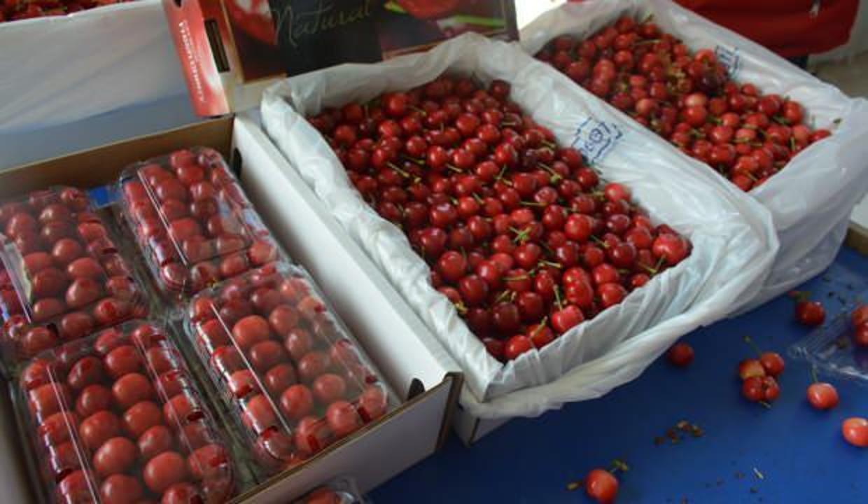 Kuzey yarım kürenin ilk kirazı Uzak Doğu yolunda