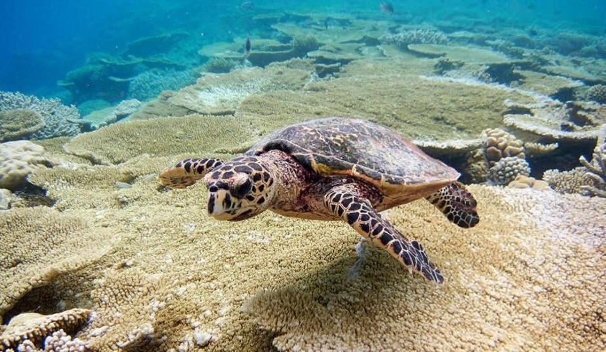 Patara'nın sessizliğini caretta carettalar bozacak