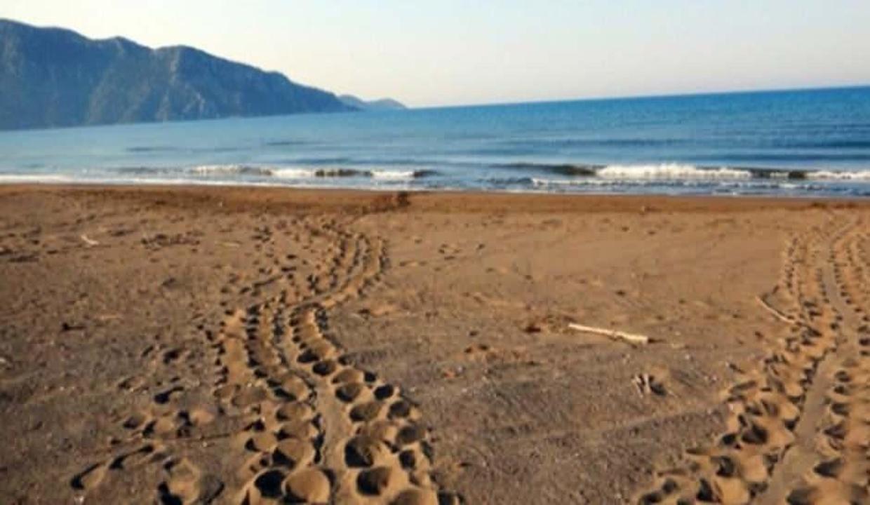 Dünyaca ünlü sahii caretta carettalara kaldı