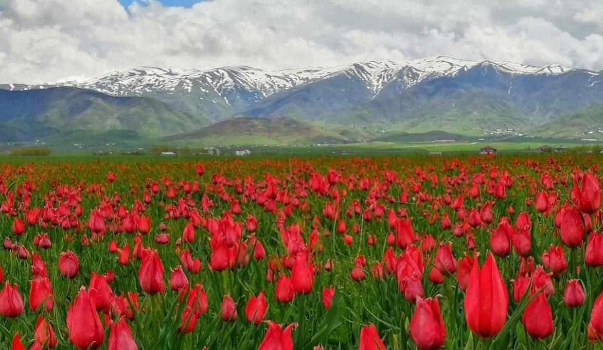 Muş Ovası fotoğrafçıların ilgi odağı haline geldi