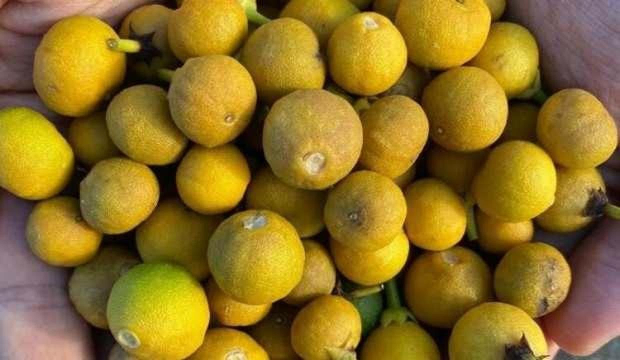 Afrika sıcakları narenciye üretimini vurdu! Büyük zarar: Daha ciddi sıkıntılar gelecek