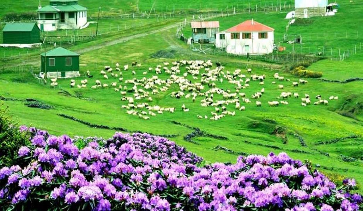 Karadeniz yaylalarının süsü: Ormangülü