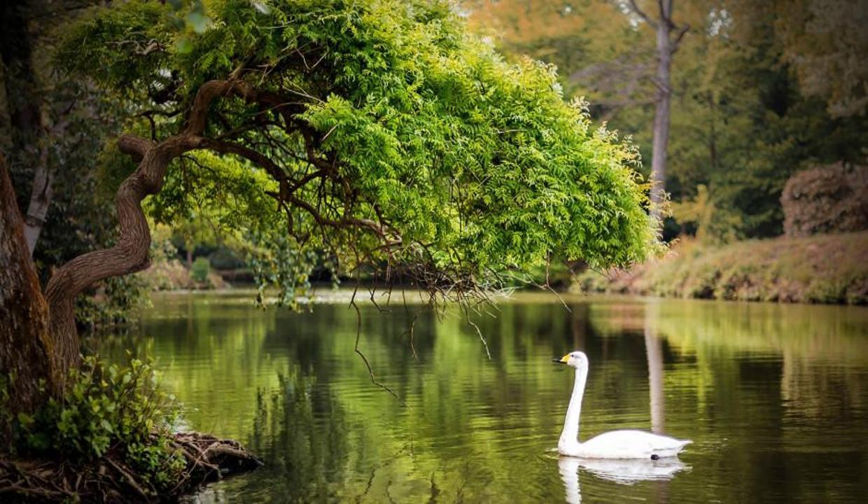 Atatürk Arboretumu İstanbul'da sonbahar mevsiminin adresi