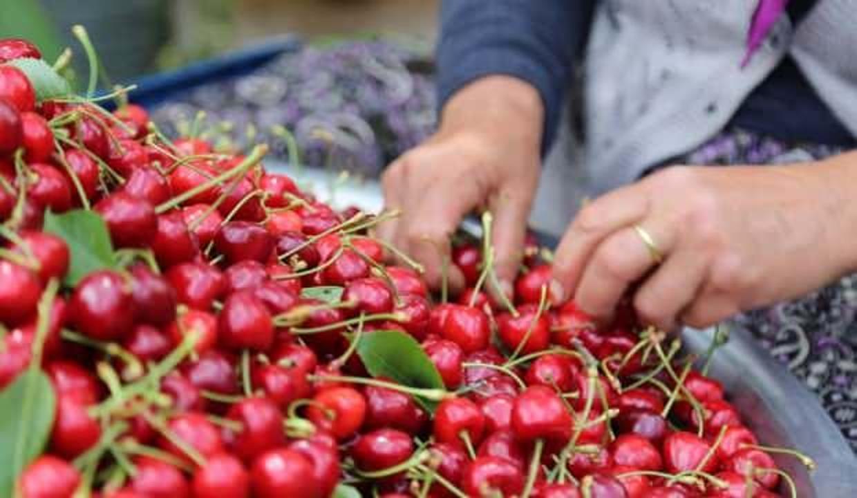 Üreticinin yüzü güldü