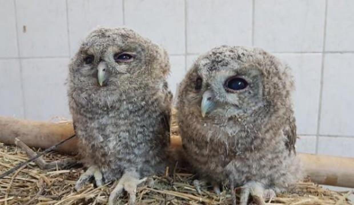 Tunceli'de 2 yavru alaca baykuş doğal ortamına bırakıldı