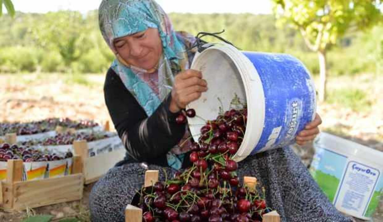 Bilecik'te üretilen "son turfanda" kiraz ilgi görüyor