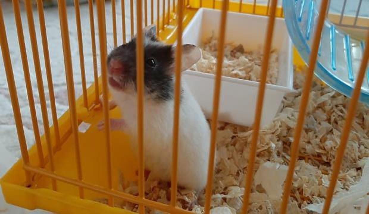 Hamster Bakimi Nasil Olur Hamster Temizligi Ve Beslenmesi Icin Dikkat Edilmesi Gerekenler Yasam Haberleri