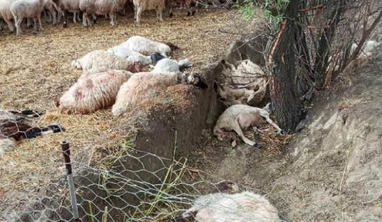 Sürüye yıldırım isabet etti: 40 koyun telef oldu