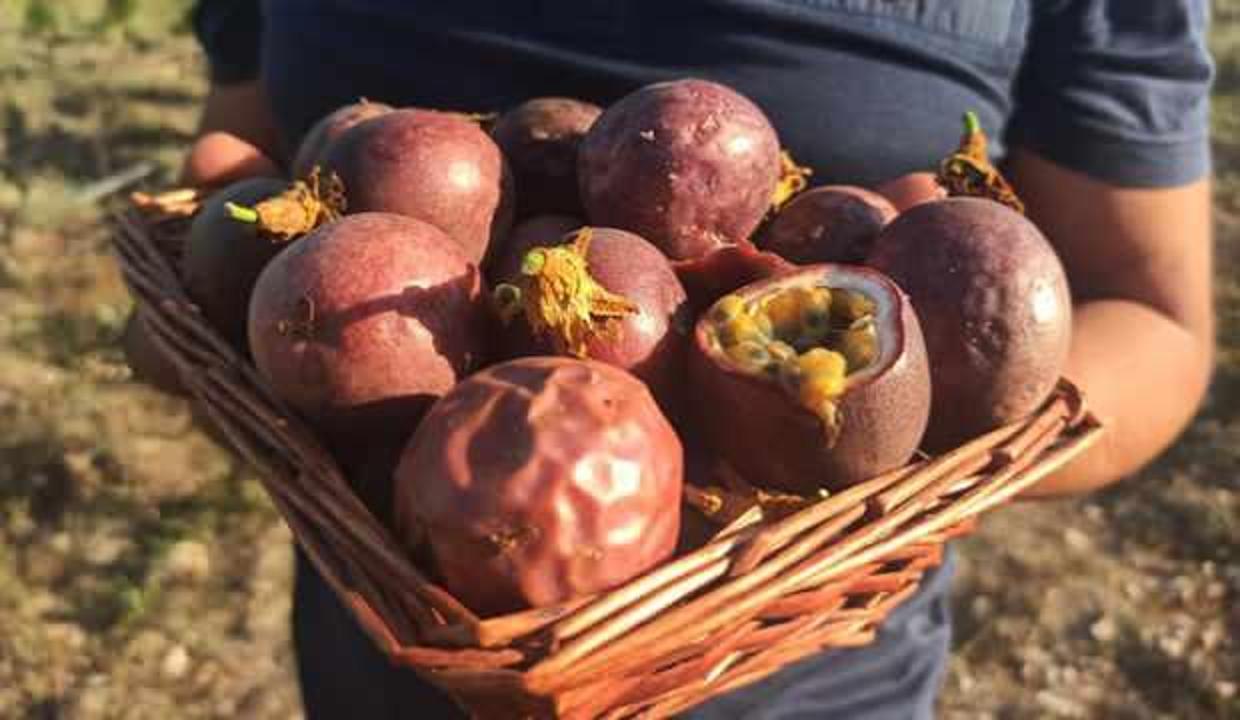 Deneme amaçlı başladı, 20 dönüme çıkardı