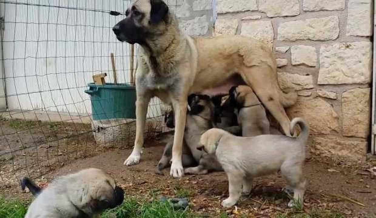 Kangal Kopekleri Yavrularini Neden Yer Iste Cevabi Guncel Haberleri