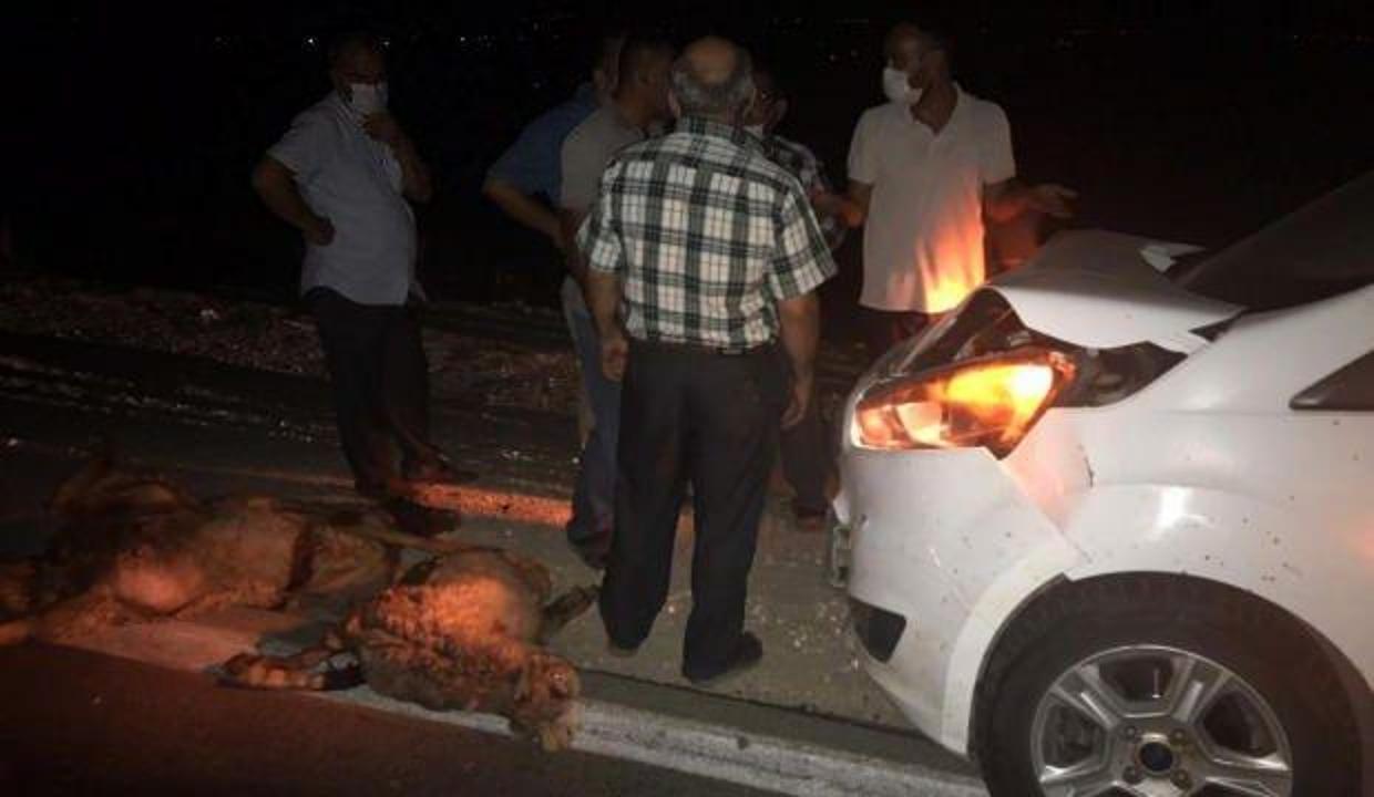 Gaziantep'te sürüye dalan otomobil, 15 koyunu telef etti