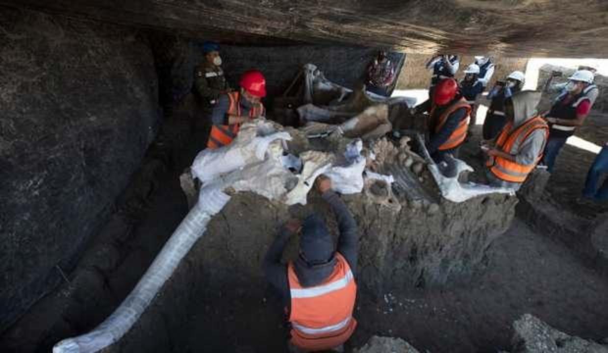 Sit alanında bulunan mamut fosillerinin sayısı 200’e yükseldi