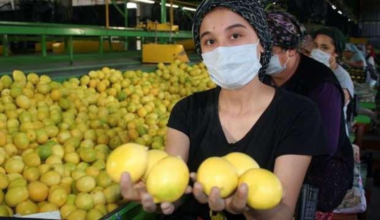 Limon bu yıl altın dönemini yaşayacak