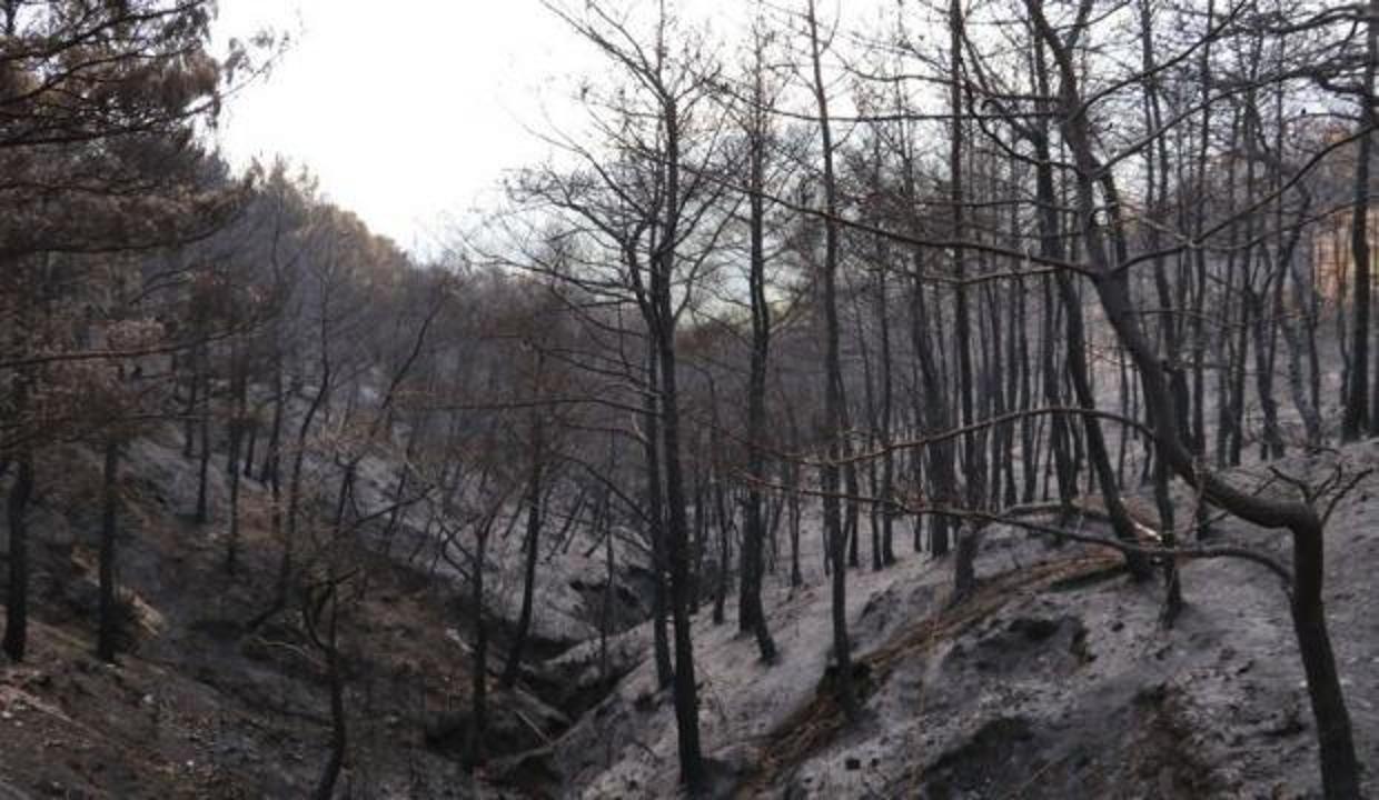 İş Bankası'ndan Hatay'a fidan bağışı